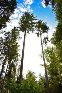 Low angle view of trees in forest against sky