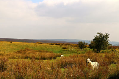 View of sheep on field against sky