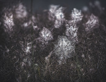 Close-up of plant on snow covered land