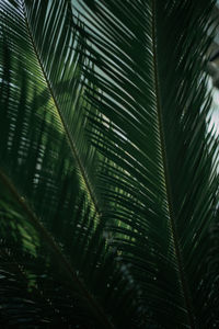 A close up view of plant leaves