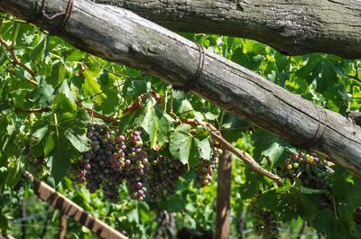 Low angle view of fruits on tree