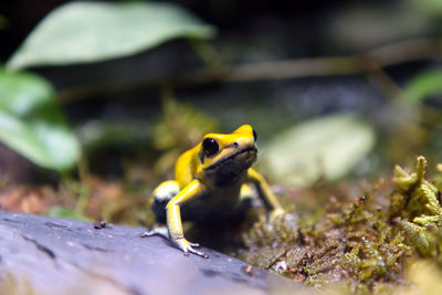 Close-up of insect on yellow leaf