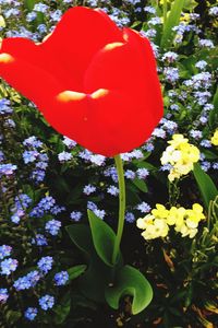 Close-up of red flowers