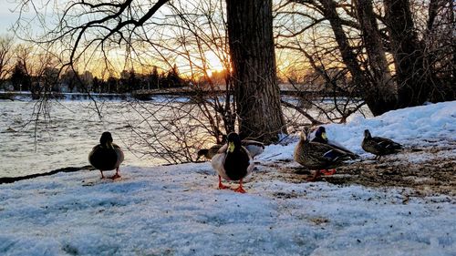 Ducks on snow covered land