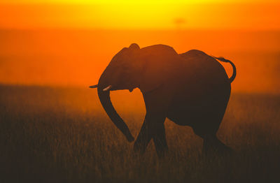 The african bush elephant