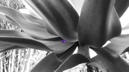 Close-up of succulent plant