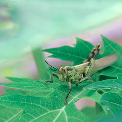 Close-up of butterfly on leaf