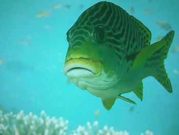 Close-up of fish swimming in aquarium