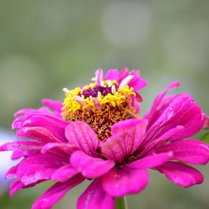 Close-up of pink flower