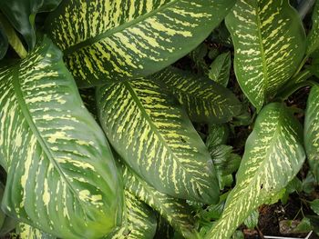 Full frame shot of fresh green leaf