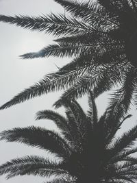 Low angle view of trees against sky