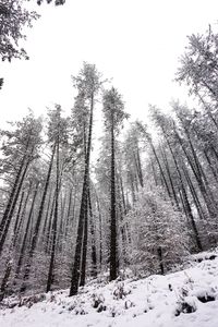 Low angle view of snow covered trees in forest against sky