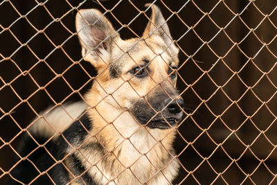 Close-up of a dog looking away