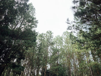 Low angle view of trees against sky