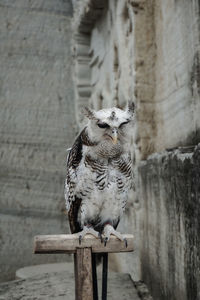 Owls are the entertainment of visitors...