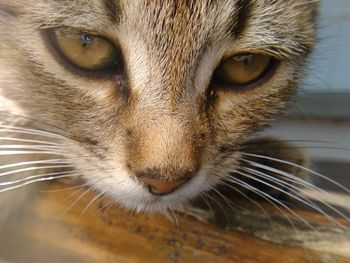 Close-up portrait of cat