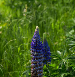 Close-up of purple flowering plant on field