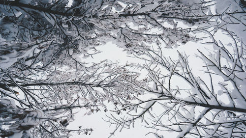 Low angle view of frozen bare tree against sky