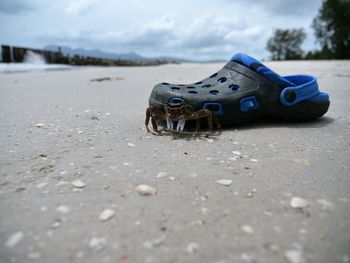 Close-up of crab and crock on sand