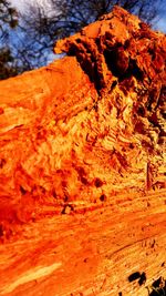 Close-up of wood on rock