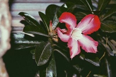 Close-up of red flower