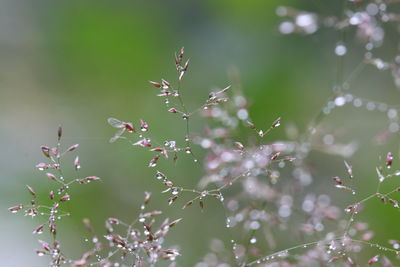 Close-up of flowering plants against blurred background