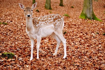 View of an animal on field