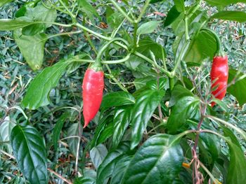 High angle view of red chili peppers on plant