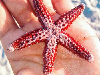 Cropped hand holding starfish