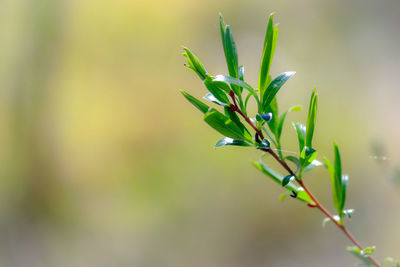 Close-up of fresh green plant