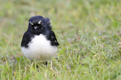 Close-up of bird on grassy field