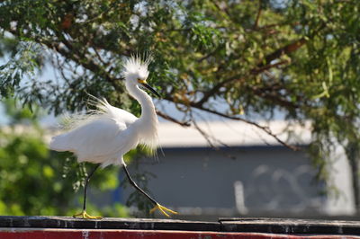 White bird perching on a tree