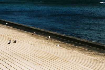 High angle view of birds on pier over sea