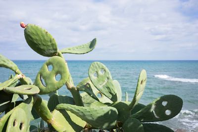 Close-up of palm tree by sea against sky