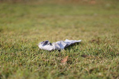 Bird on field