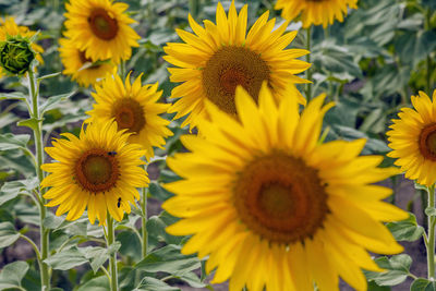 Close-up of yellow sunflowers