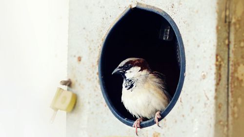 Sparrow in birdhouse