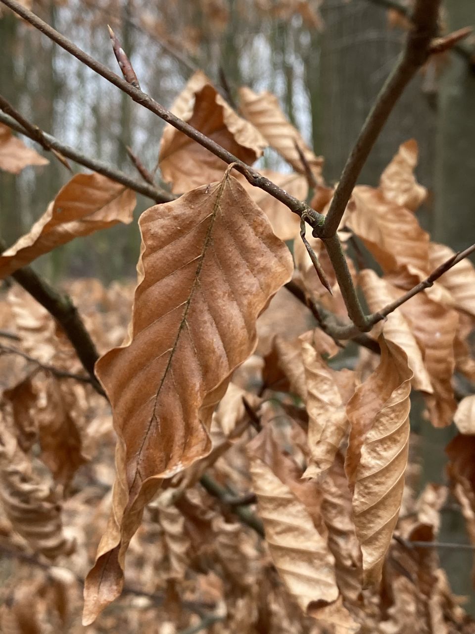 CLOSE-UP OF DRY LEAVES ON PLANT