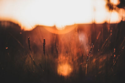 Close-up of plants on field against sky during sunset