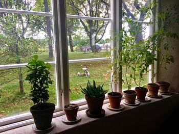 Potted plants on window sill