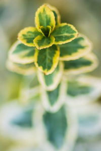 Close-up of green plant