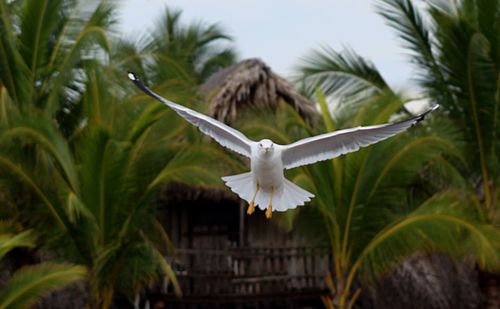 Bird flying over palm trees