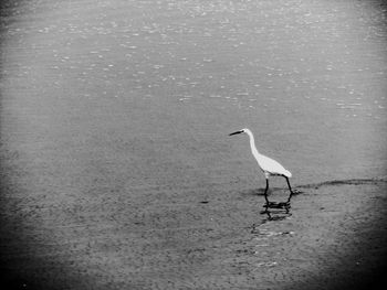 Bird perching on lake