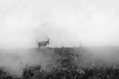 View of deer on field against sky