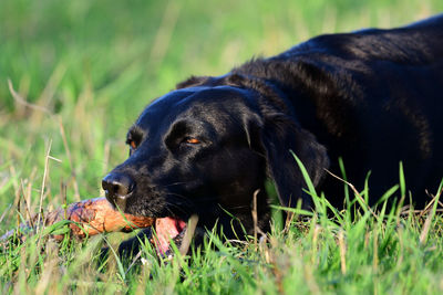 Portrait of a young black labrador retriever chewing a stick 