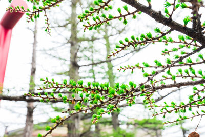 Low angle view of flowering plant against trees