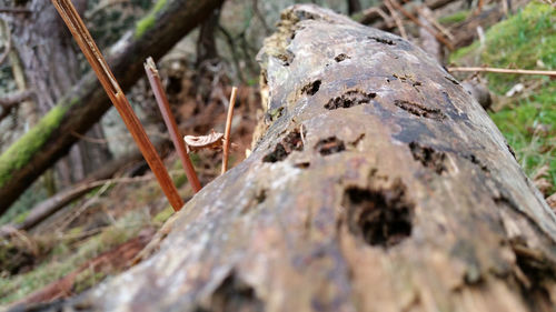 Close-up of tree trunk in forest