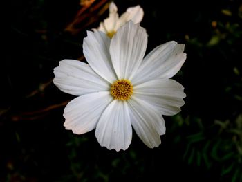 Close-up of white flower blooming against black background