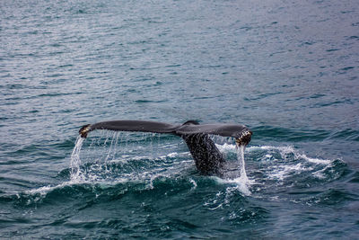 Scenic view of swimming in sea