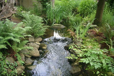 Stream flowing through forest